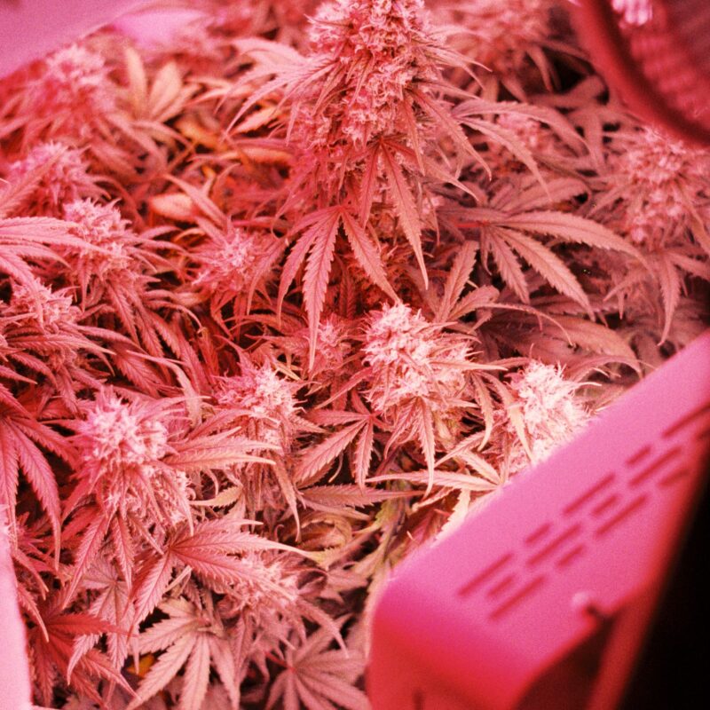 Preventing Cannabis Farms In Rentals