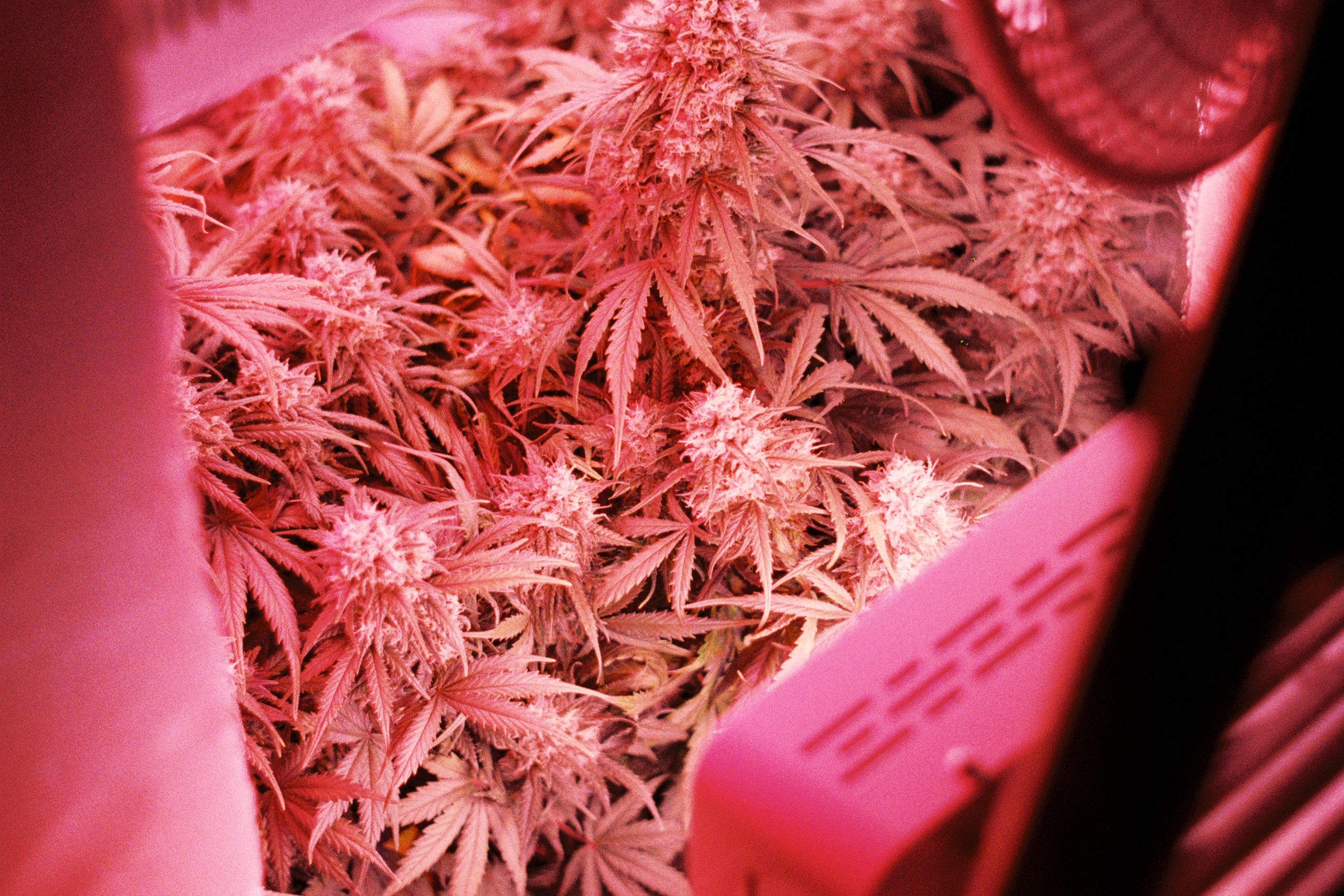 Preventing Cannabis Farms In Rentals